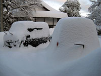 大雪 先週の65cm フレーバーネット x 戸塚醸造店